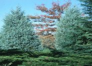 Juniperus scopulorum 'Blue Haven'