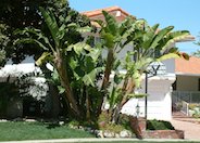 Giant Bird Of Paradise